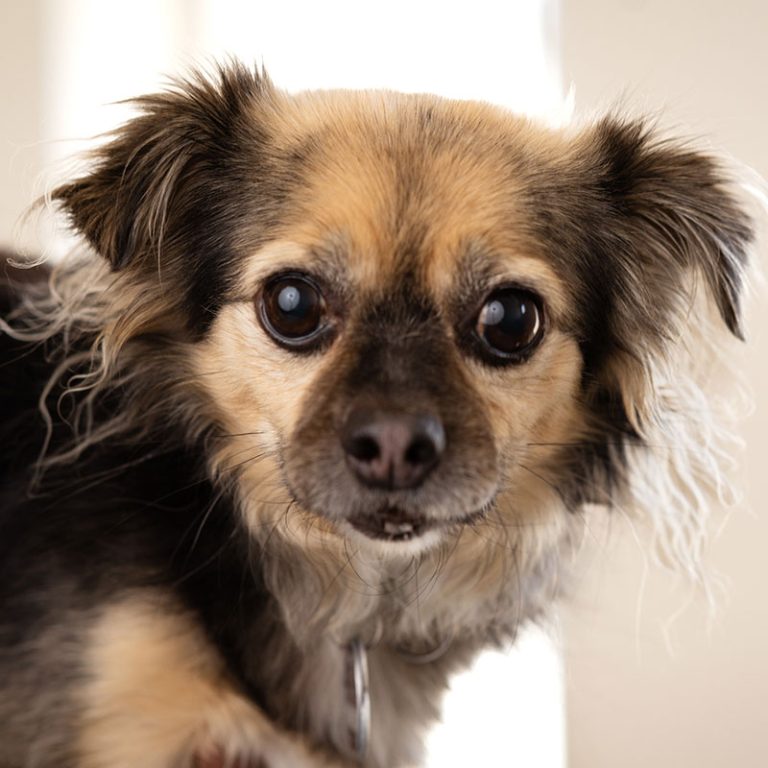 Andrea Fleßner-Polychronidis: Fachärztin für Kinder- & Jugendpsychiatrie Kirchrode, Hannover – Portrait Kouki